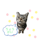 アメにゃんズ（個別スタンプ：6）