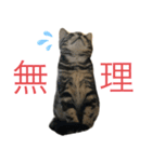アメにゃんズ（個別スタンプ：8）
