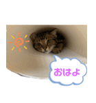 アメにゃんズ（個別スタンプ：9）