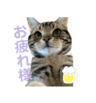 アメにゃんズ（個別スタンプ：11）