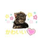 アメにゃんズ（個別スタンプ：12）
