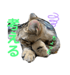 アメにゃんズ（個別スタンプ：15）