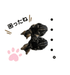 アメにゃんズ（個別スタンプ：16）