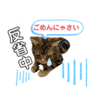 アメにゃんズ（個別スタンプ：17）