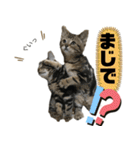 アメにゃんズ（個別スタンプ：19）