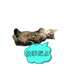 アメにゃんズ（個別スタンプ：20）