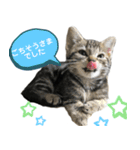 アメにゃんズ（個別スタンプ：21）