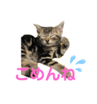アメにゃんズ（個別スタンプ：22）