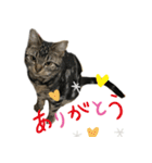 アメにゃんズ（個別スタンプ：23）
