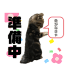 アメにゃんズ（個別スタンプ：24）