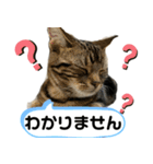 アメにゃんズ（個別スタンプ：26）