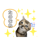 アメにゃんズ（個別スタンプ：27）