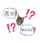 アメにゃんズ（個別スタンプ：28）