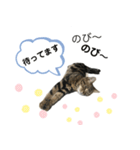 アメにゃんズ（個別スタンプ：29）