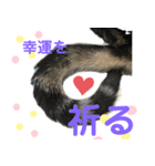 アメにゃんズ（個別スタンプ：31）