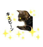 アメにゃんズ（個別スタンプ：32）