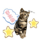 アメにゃんズ（個別スタンプ：33）