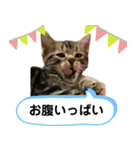 アメにゃんズ（個別スタンプ：34）