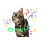 アメにゃんズ（個別スタンプ：35）
