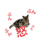 アメにゃんズ（個別スタンプ：36）