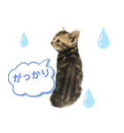 アメにゃんズ（個別スタンプ：37）