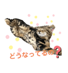 アメにゃんズ（個別スタンプ：38）