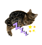 アメにゃんズ（個別スタンプ：39）