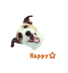 I love Jack Russell Terrier - English-（個別スタンプ：1）