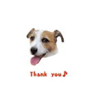 I love Jack Russell Terrier - English-（個別スタンプ：2）