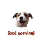 I love Jack Russell Terrier - English-（個別スタンプ：3）