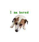 I love Jack Russell Terrier - English-（個別スタンプ：5）