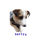 I love Jack Russell Terrier - English-（個別スタンプ：6）