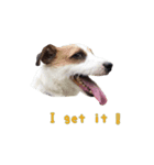I love Jack Russell Terrier - English-（個別スタンプ：7）