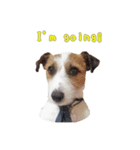 I love Jack Russell Terrier - English-（個別スタンプ：8）