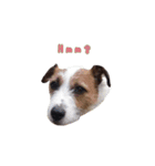 I love Jack Russell Terrier - English-（個別スタンプ：9）