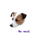 I love Jack Russell Terrier - English-（個別スタンプ：10）