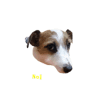 I love Jack Russell Terrier - English-（個別スタンプ：11）