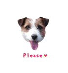 I love Jack Russell Terrier - English-（個別スタンプ：12）