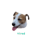 I love Jack Russell Terrier - English-（個別スタンプ：13）