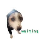 I love Jack Russell Terrier - English-（個別スタンプ：14）