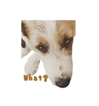 I love Jack Russell Terrier - English-（個別スタンプ：15）