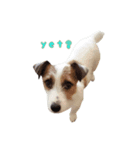 I love Jack Russell Terrier - English-（個別スタンプ：16）