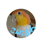 ふんわりインコSTAMP（個別スタンプ：1）