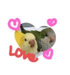 ふんわりインコSTAMP（個別スタンプ：2）