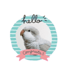 ふんわりインコSTAMP（個別スタンプ：4）