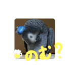 ふんわりインコSTAMP（個別スタンプ：5）