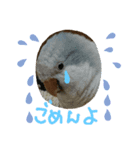 ふんわりインコSTAMP（個別スタンプ：7）