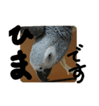 ふんわりインコSTAMP（個別スタンプ：8）