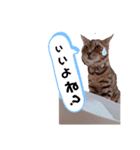 みやした シンバ（個別スタンプ：1）