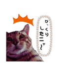 みやした シンバ（個別スタンプ：7）